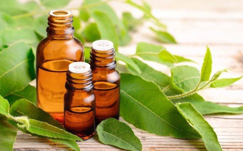 13 Beneficios del Eucalipto + 2 remedios caseros - Borinquen Natural Online