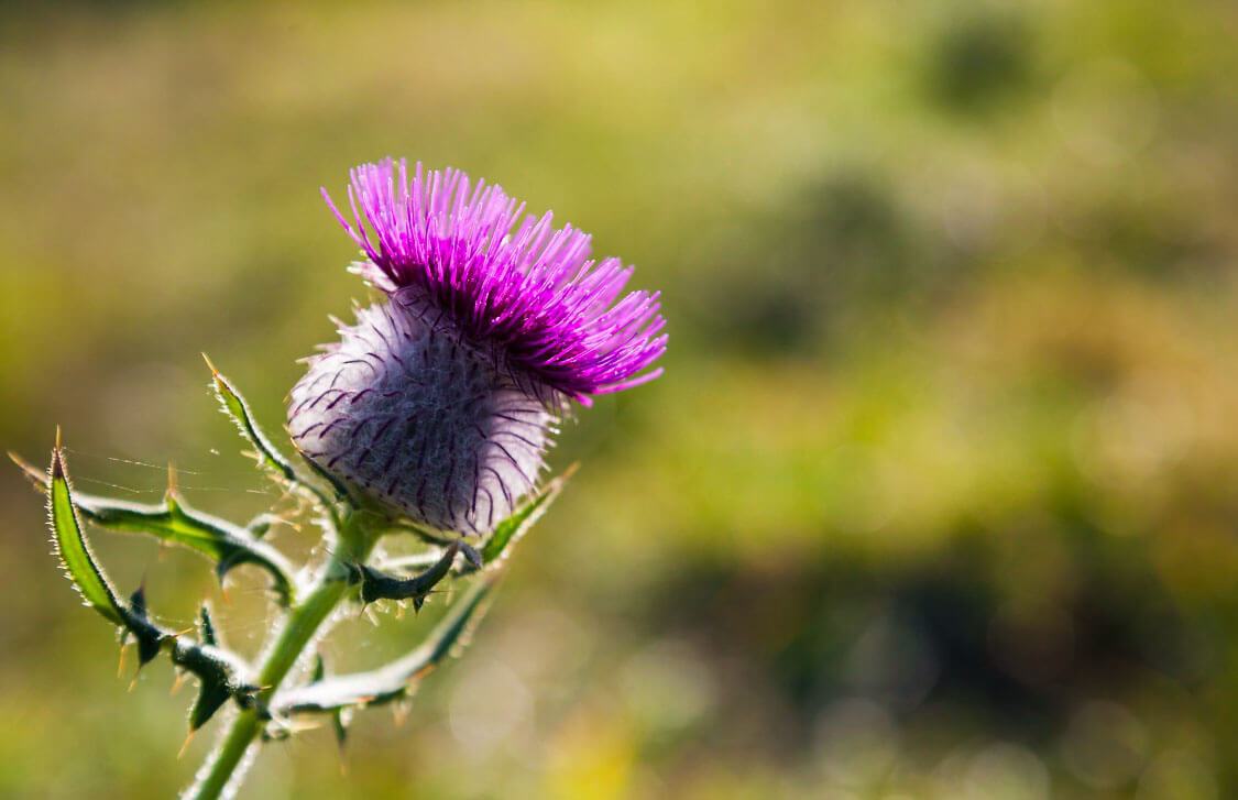 Qué es el Silymarin y sus Beneficios para el Hígado Graso - Borinquen Natural Online