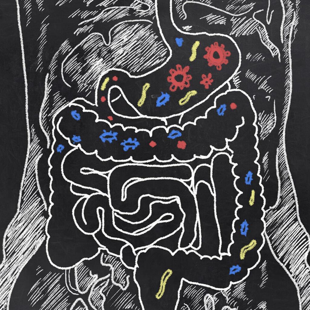Suplementos para la Flora Intestinal