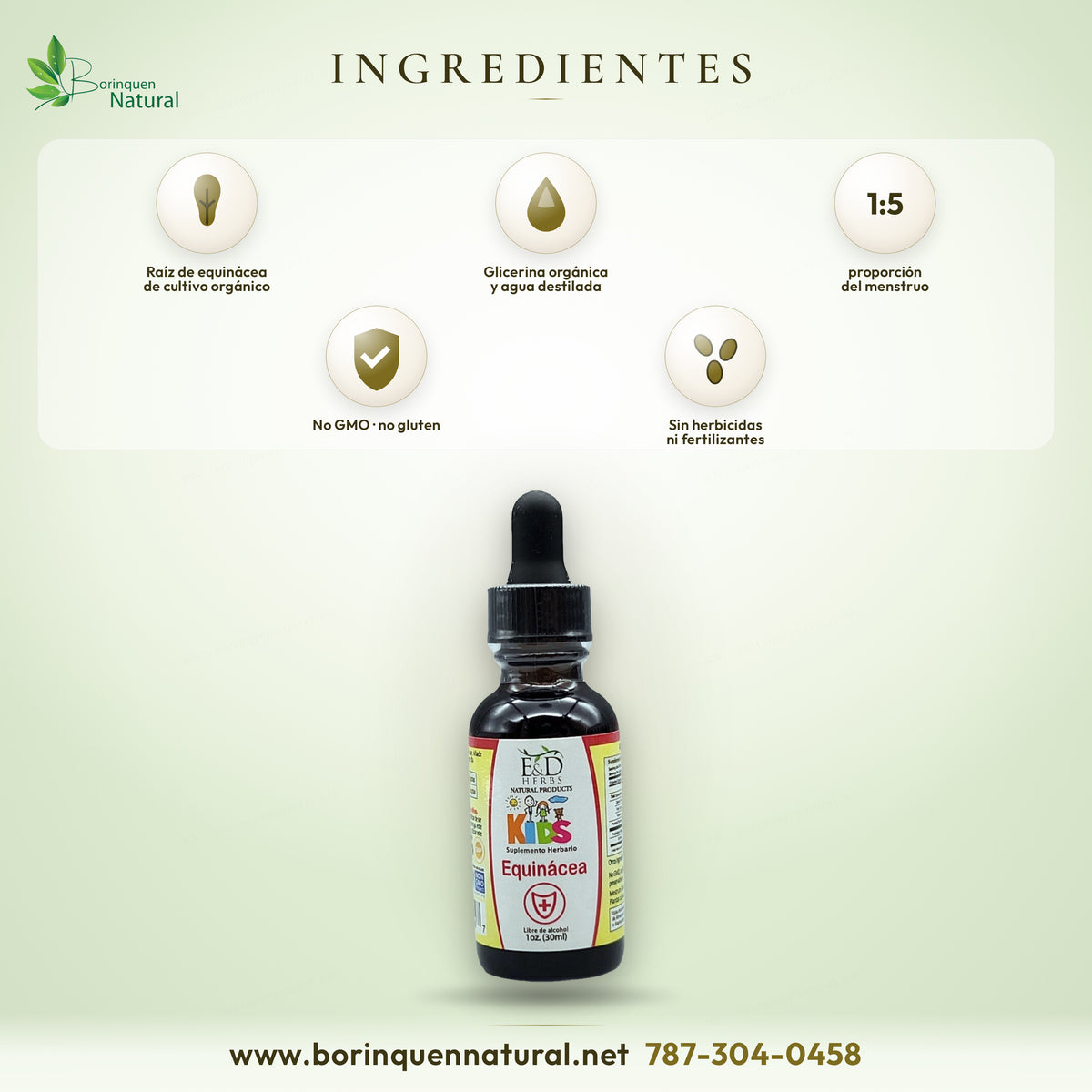 Ingredientes de Equinácea Kids E&D Herbs: raíz de equinácea de cultivo orgánico en glicerina orgánica y agua destilada