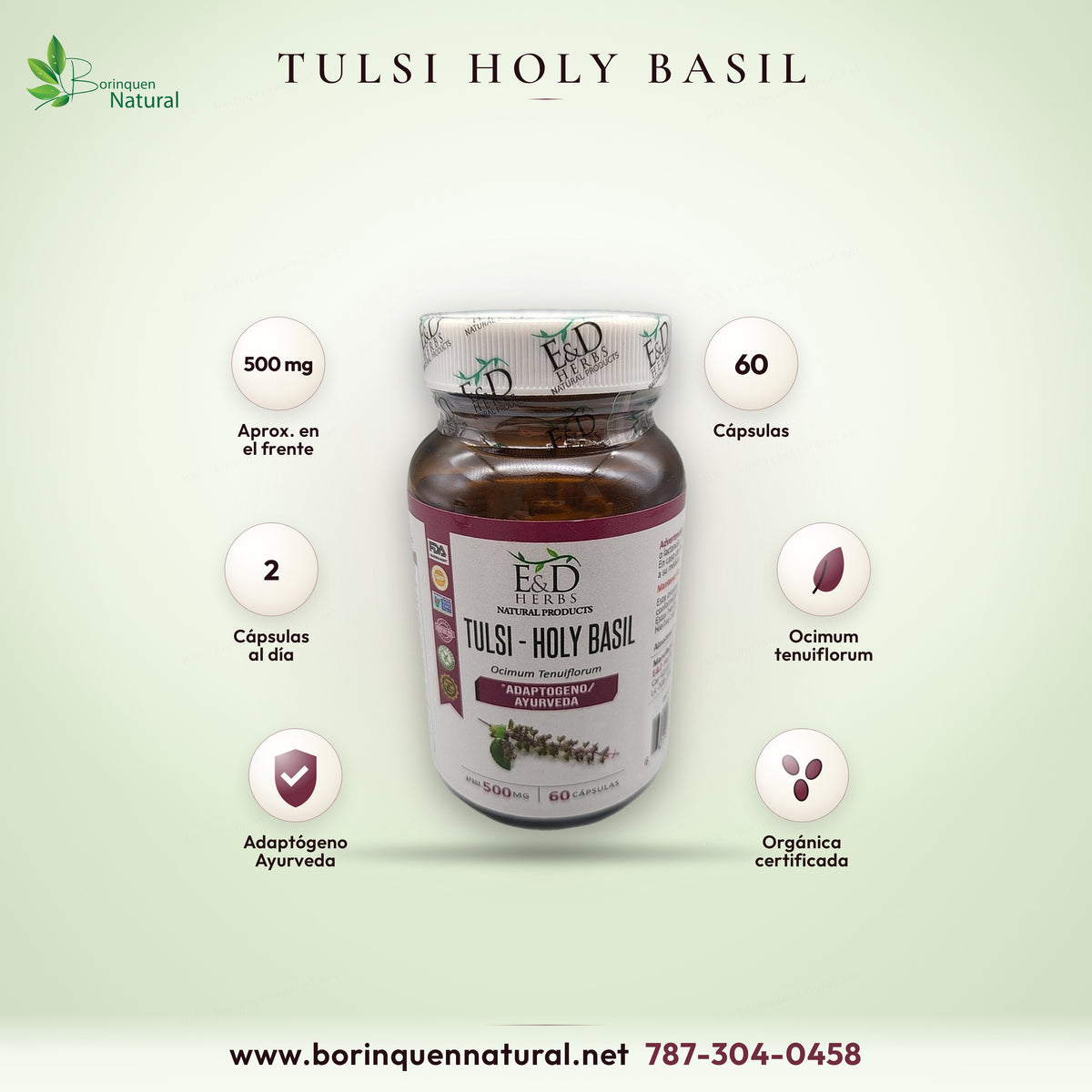 Tulsi Holy Basil de E&D Herbs, aprox. 500 mg, 60 cápsulas, adaptógeno ayurveda